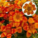 Bild von Bidens P12 Orange